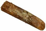 Fossil Sauropod Dinosaur (Rebbachisaurus) Tooth - Morocco #332469-1